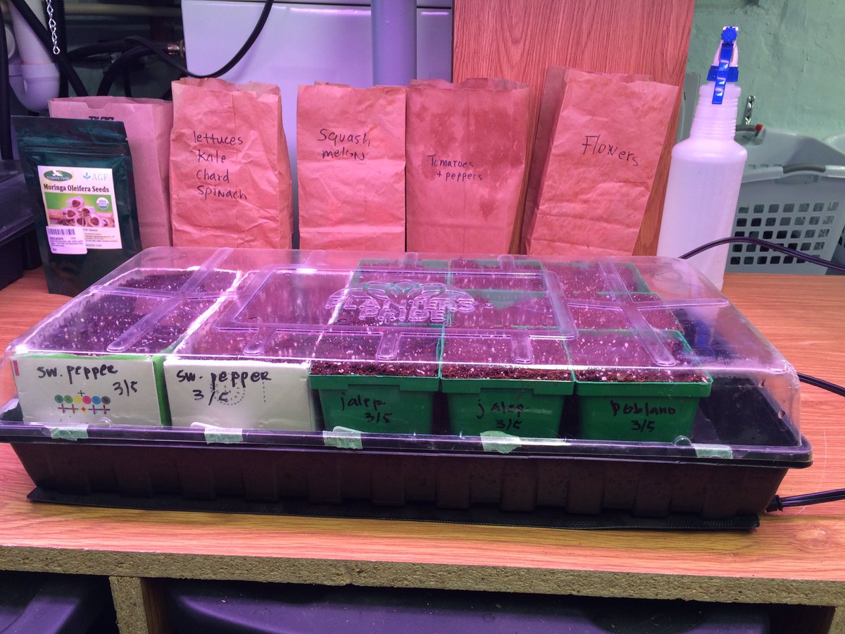 SMartySchlipf's tweet photo. Outside: howling winds, gray skies. In my basement: the first seeds started. Must be March!Spring is coming, folks. https://t.co/YTqajuxEZI