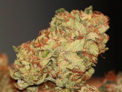 pics_bud's tweet photo. Hindu Kush pure indica strain https://t.co/NMNnMYO9WT