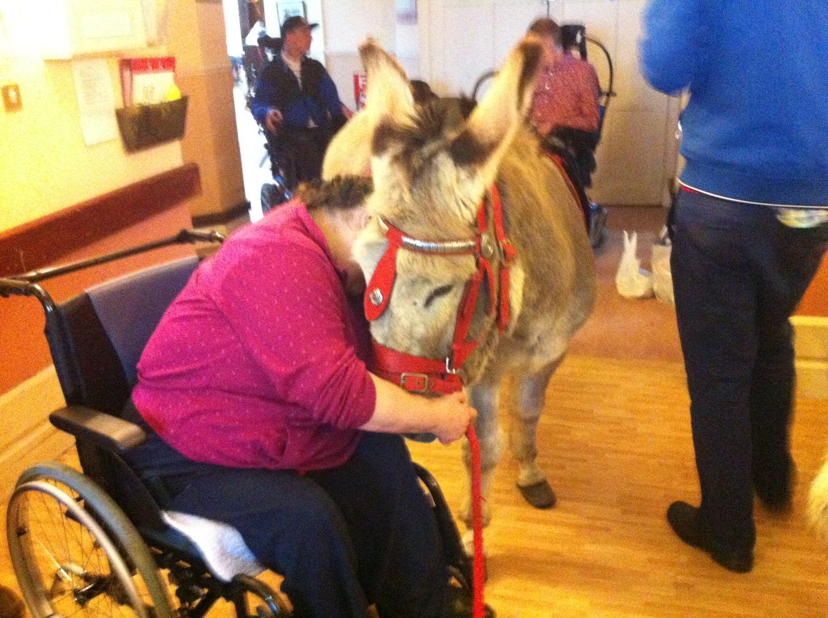 Danny Donkey & Pals tweet media