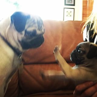 Joy_PhotoCam's tweet photo. Momo, meet Louie - #bigpugmeetlittlepug #kinglouie #puglove #puggram #pug https://t.co/UbkaykvIFE https://t.co/j0utBlNbqy