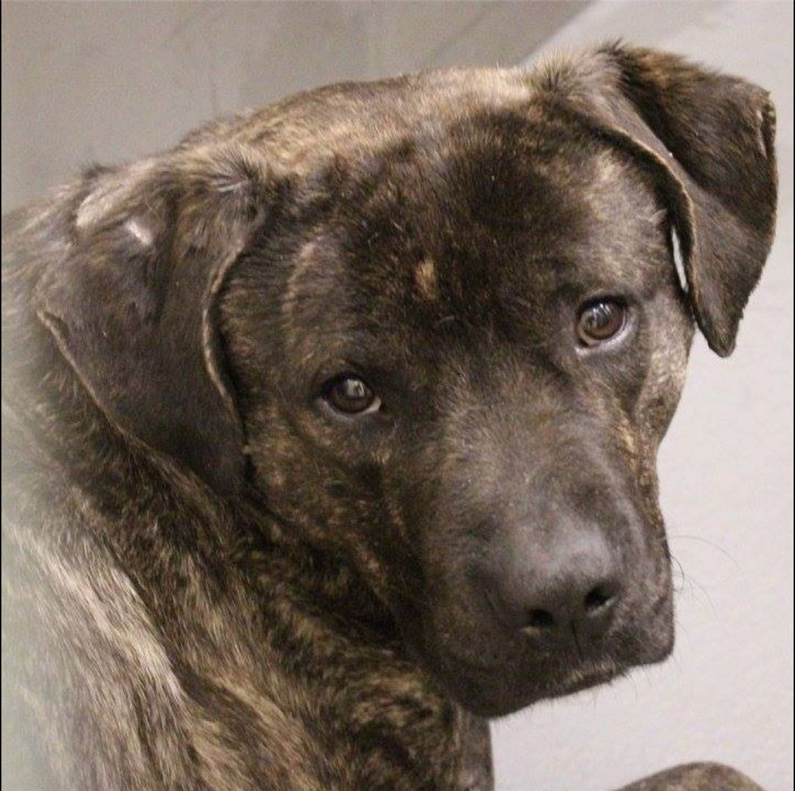 MemPetsAlive's tweet photo. CODE RED:This dog's been moved 2 euth room @ #Memphis Animal Srvc.Needs rescue/adopter ASAP.https://t.co/R76gHGXcUy https://t.co/BtLy2ApHkw