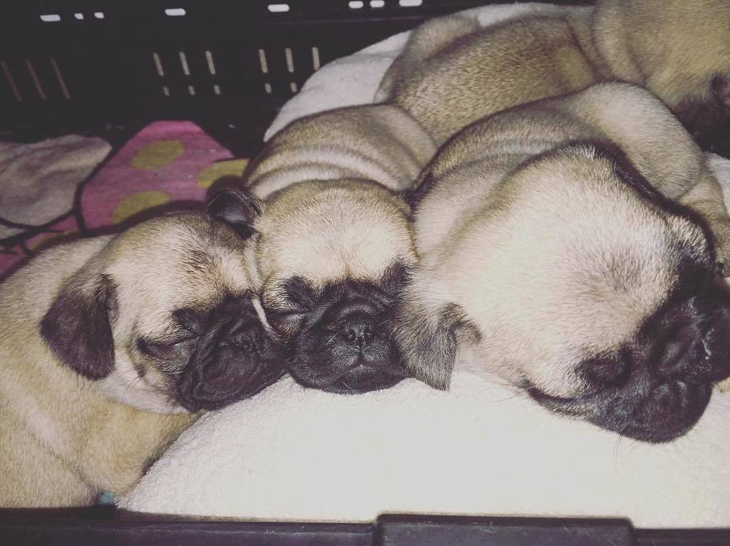 Puglee_Pug's tweet photo. Siendo abuela frustrada, lo bueno es que ya se durmieron!!! 💕😬🌱
#pugs #pugbebe #bebes #pug #puglove #pugsofinstagra… https://t.co/N3MLERisIf
