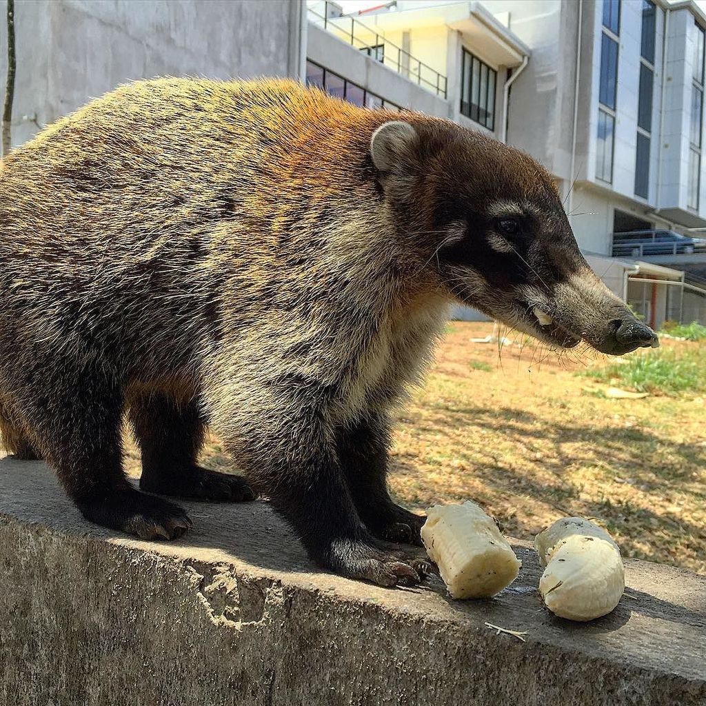 CladiaCardena's tweet photo. Los pizotes adoptados a Costa Rica
#pizotes #coati #costarica #sanjose #puravida #pizote #gnamgnam #simpatico #mas… https://t.co/GF7ahDervf