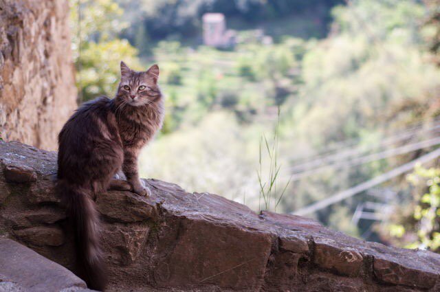 Elverojaguar's tweet image. 🐾😺🐾😻🎈😽❤️