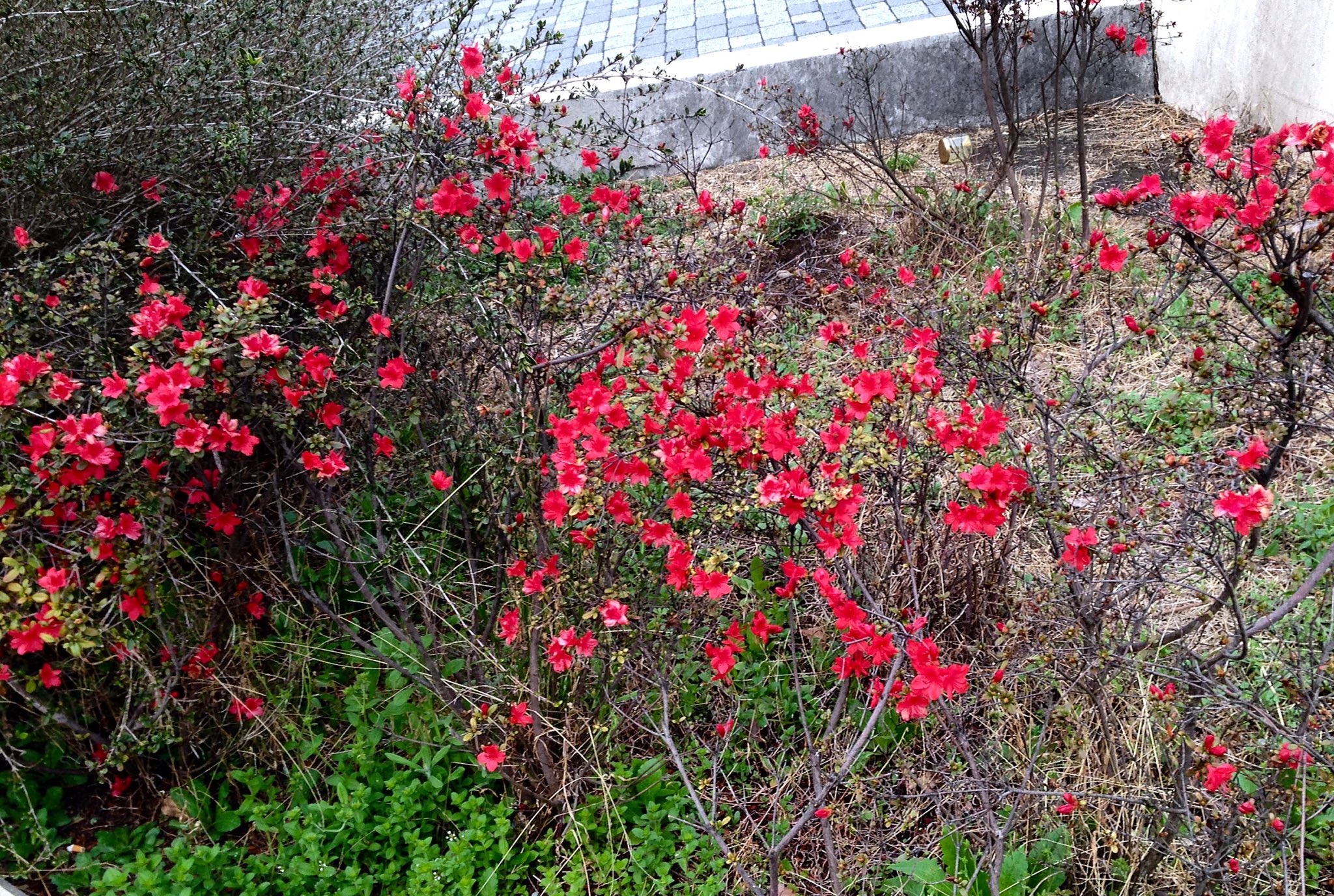 浅見 Lefty Blue おやおや これは早い 新宿駅東口線路近くの植え込みに赤い花 種類はわからないが ツツジ の仲間 かなり花が小さいので いわゆる園芸品種ではない 野山に咲く種類なのではと想像するのだが どうだろう ツツジ 躑躅 Azalea