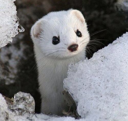 かわいい動物たち 雪の妖精オコジョ T Co Cemu58amqn かわいい動物たち 雪の妖精オコジョ T Co Cemu58amqn