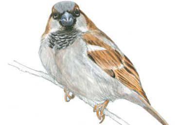 El 63% dls pardals d'Europa ha desaparegut buff.ly/1UdwJAe #WorldSparrowDay #SparrowDay #ocells via <a href="/el_pais/">EL PAÍS</a>