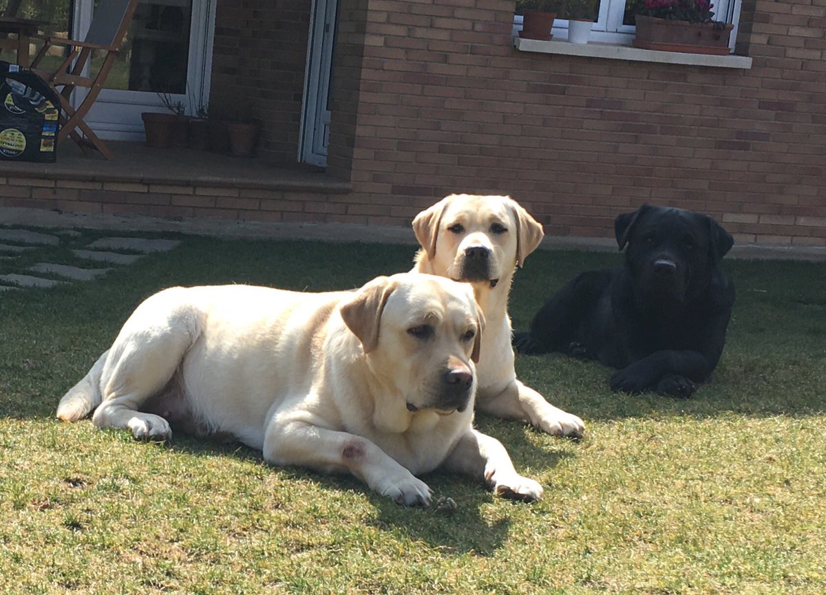 BolskanLAB's tweet photo. #FamiliaBolskan #Huesca #Perros #Dogs ❤️❤️ https://t.co/jzCqbGU4rW https://t.co/zN5ugVj1fi