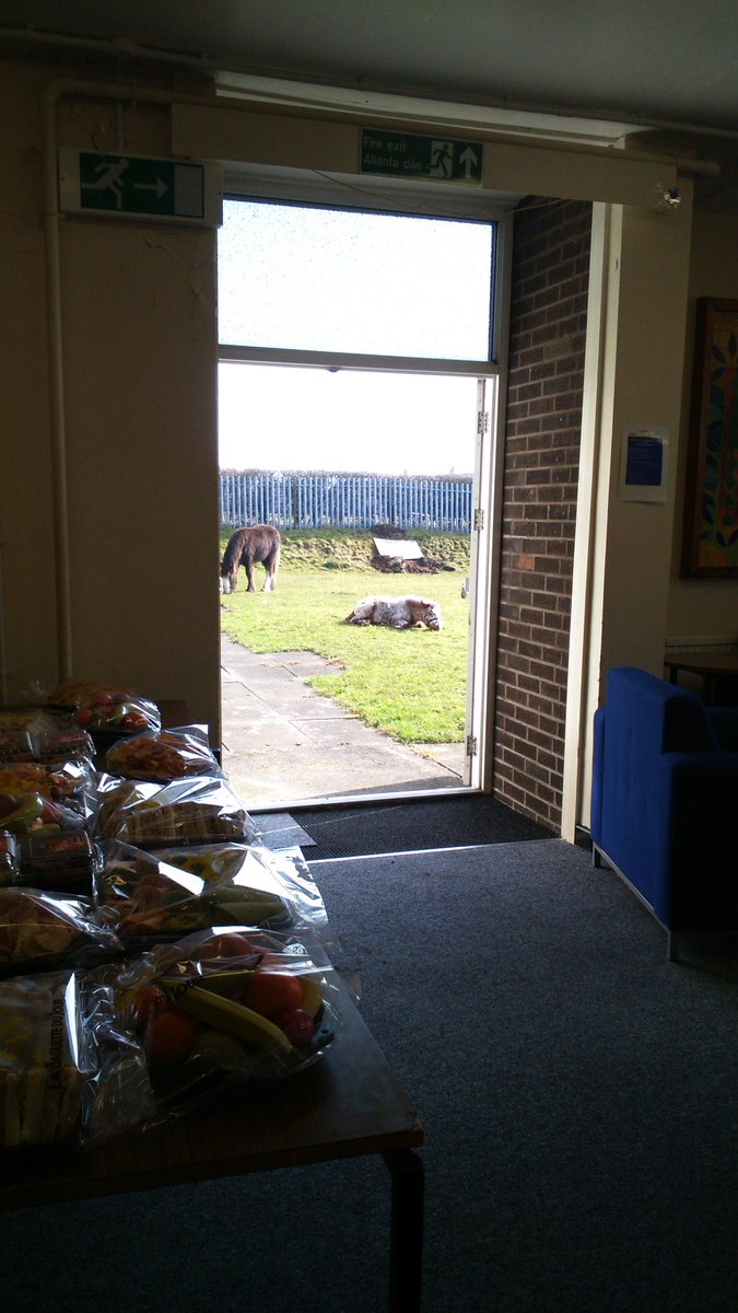 ianthecurator's tweet photo. Visitors on hooves at Penlan Community Museum @The_Waterfront #publichistory #Penderry https://t.co/m9Z0pOZTOX