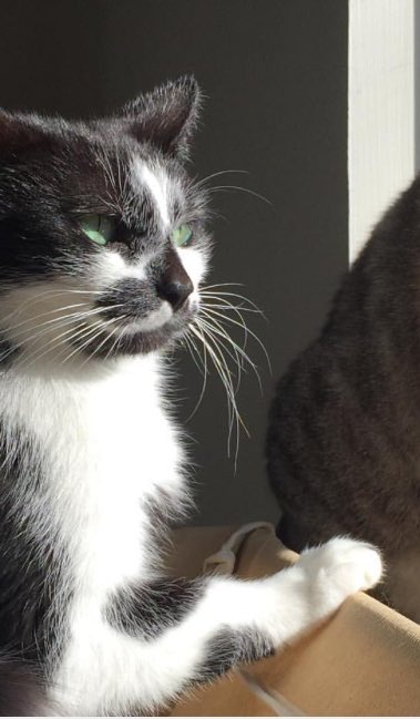 stella_and_stev's tweet photo. Two families became one and now there are 5 of us! @nala_catsof @White_coffee_ct @JetWavelindsay https://t.co/N0nYw1AGoQ