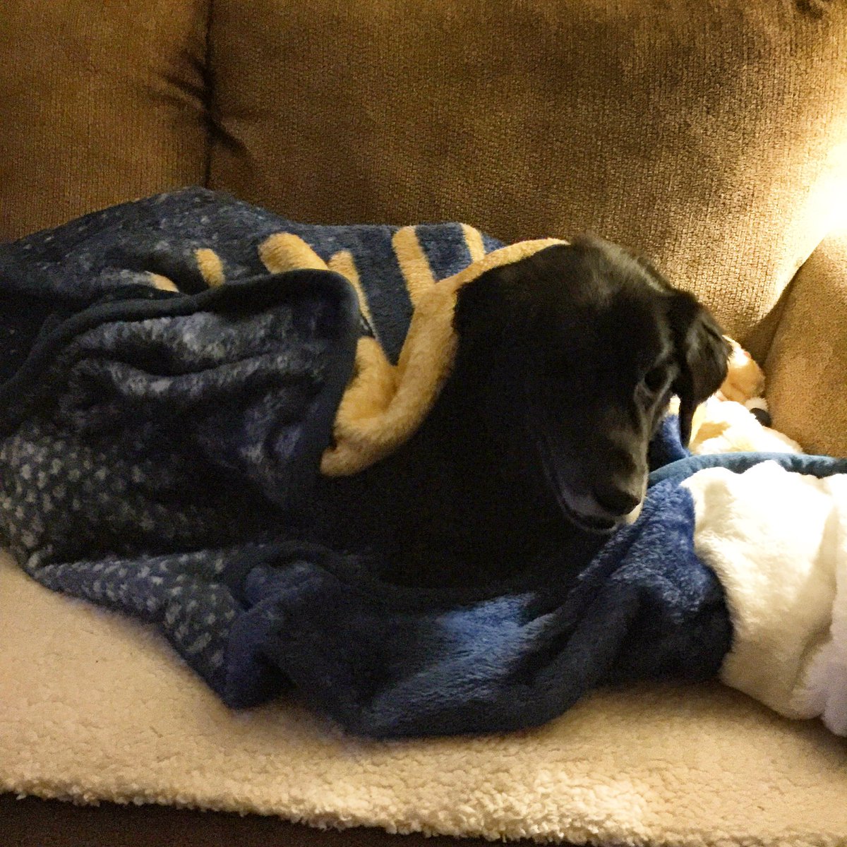 djogrolyo's tweet photo. My little special needs pup. So freaking cute tonight (as always) #puppic #specialneedsdog #pupsforhillary :) https://t.co/TefOkGVPpU