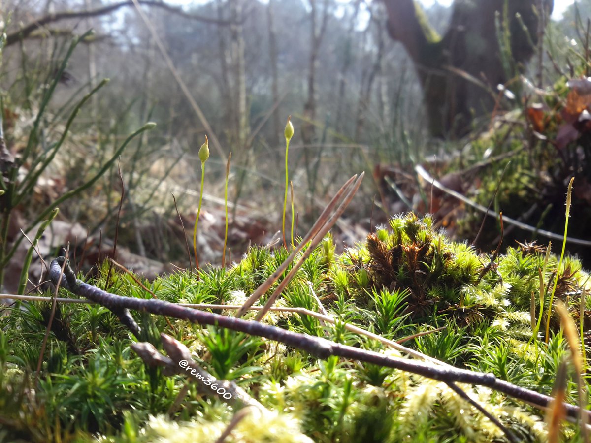 remFSD's tweet photo. #moss #spore #nature #forest #Kelchterhoef #Belgium #tablet #photography #originalcont... https://t.co/E58UhTdIlk https://t.co/vTAE6kxnCz
