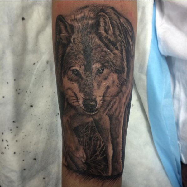 1933ClassicTat2's tweet photo. Cool wolf done by Rasty. #1933classictattoos #Rasty #tattoos https://t.co/nYw3Hyn54n
