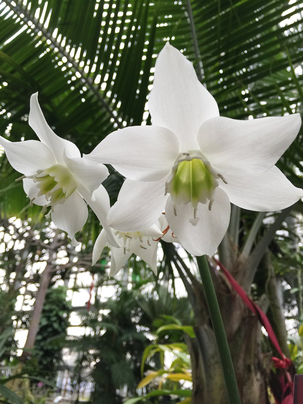 咲くやこの花館 A Twitter 下向きに咲く白い花アマゾンユリ 下から見上げなければその美しさがよくわかりません 花は良い香りがし ブーケやコサージュに使われることもあります 名前にユリとついていますが 実はユリ科ではなくヒガンバナ科です T Co