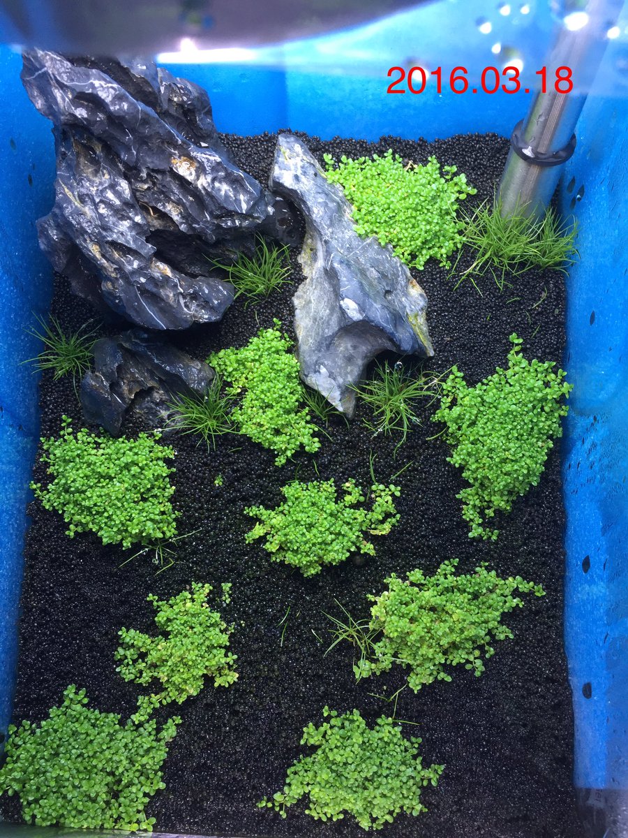 キューバパール ট ইট র অন সন ধ ন