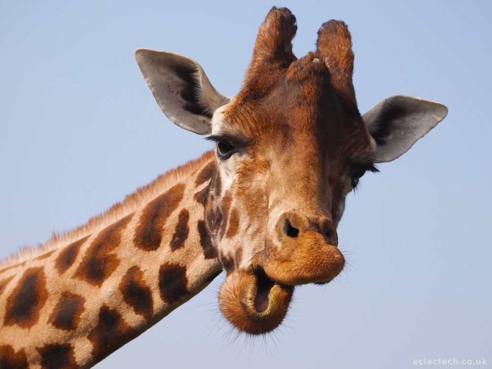 web_facts's tweet photo. Male giraffes headbutt females in the bladder until they urinate, he then tastes the urine to see if they can mate. https://t.co/fQ1OQhmGKA