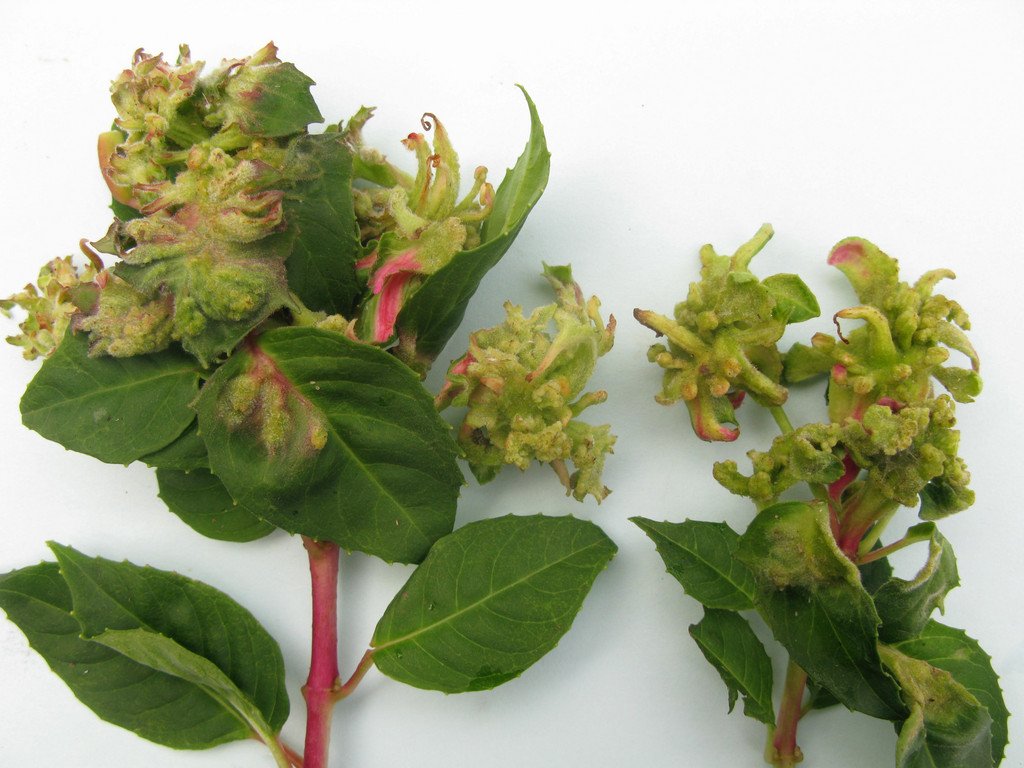 AndrewSalisbur2's tweet photo. @The_RHS #TopTen2015 At 9 Fuchsia gall mite, on the rise in S. England https://t.co/uMMfMBQDid https://t.co/V8yFk2QmjR