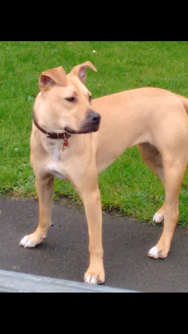 Poor Honey is so upset &amp;confused after being given back to <a href="/NWDogRescue/">FindingFureverHomes</a> to make way for 3rd baby so pls help with RT