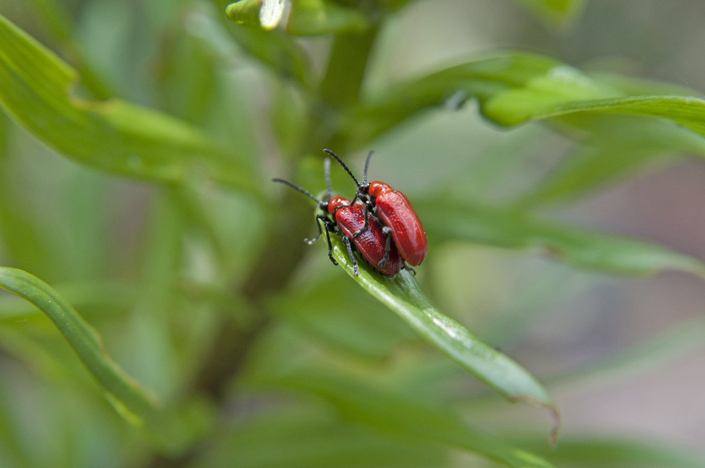 AndrewSalisbur2's tweet photo. @The_RHS #TopTen2015 At 7 Hated by lily growers, lily beetle https://t.co/tWd1q6ie3d https://t.co/EIcvzRH1jb