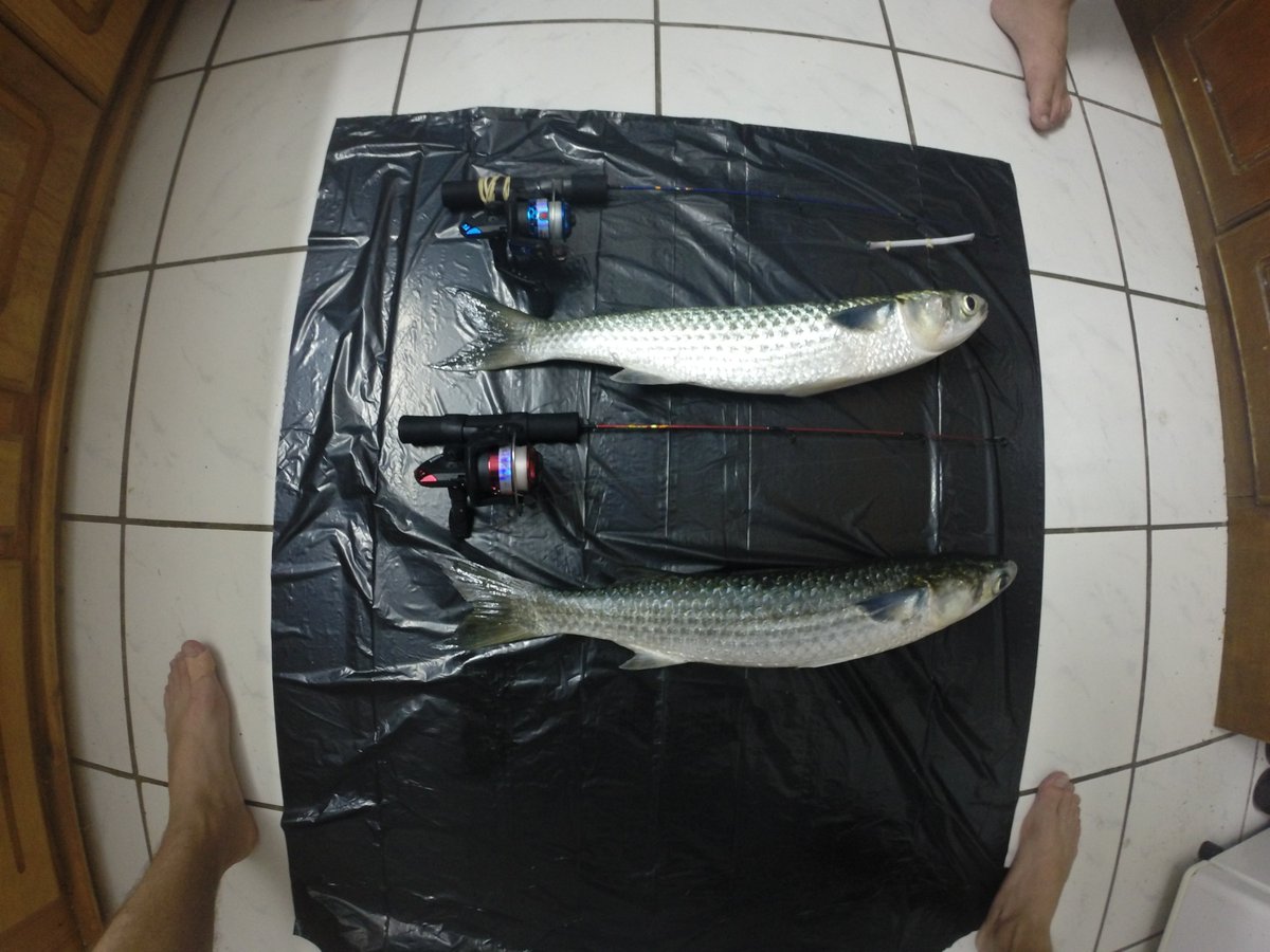 StormJames_'s tweet photo. what we get with a 60cm rod and reel with 1.5kg/3lbs line https://t.co/OzScUsJc1r