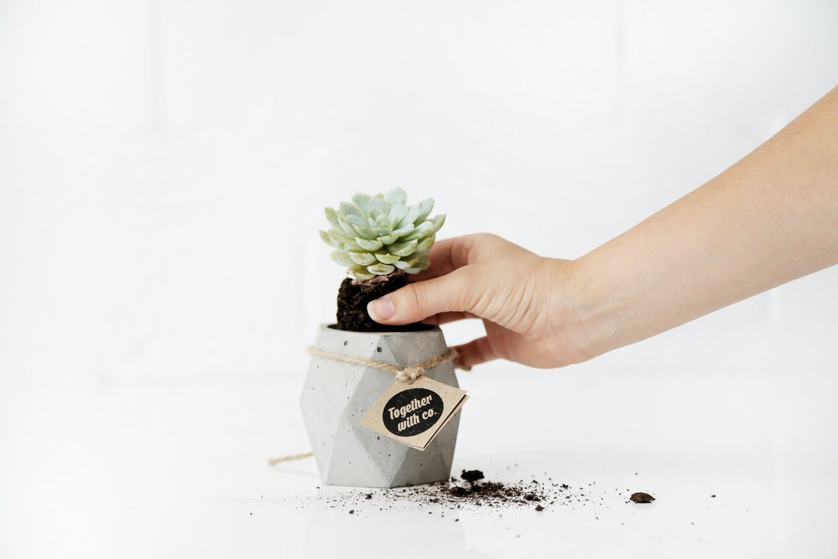 angorastudio's tweet photo. We recently dropped off some new planters @FabricateCT. Expect to see new plants we've been experimenting with🌵🌱 https://t.co/RHLPBea2T7