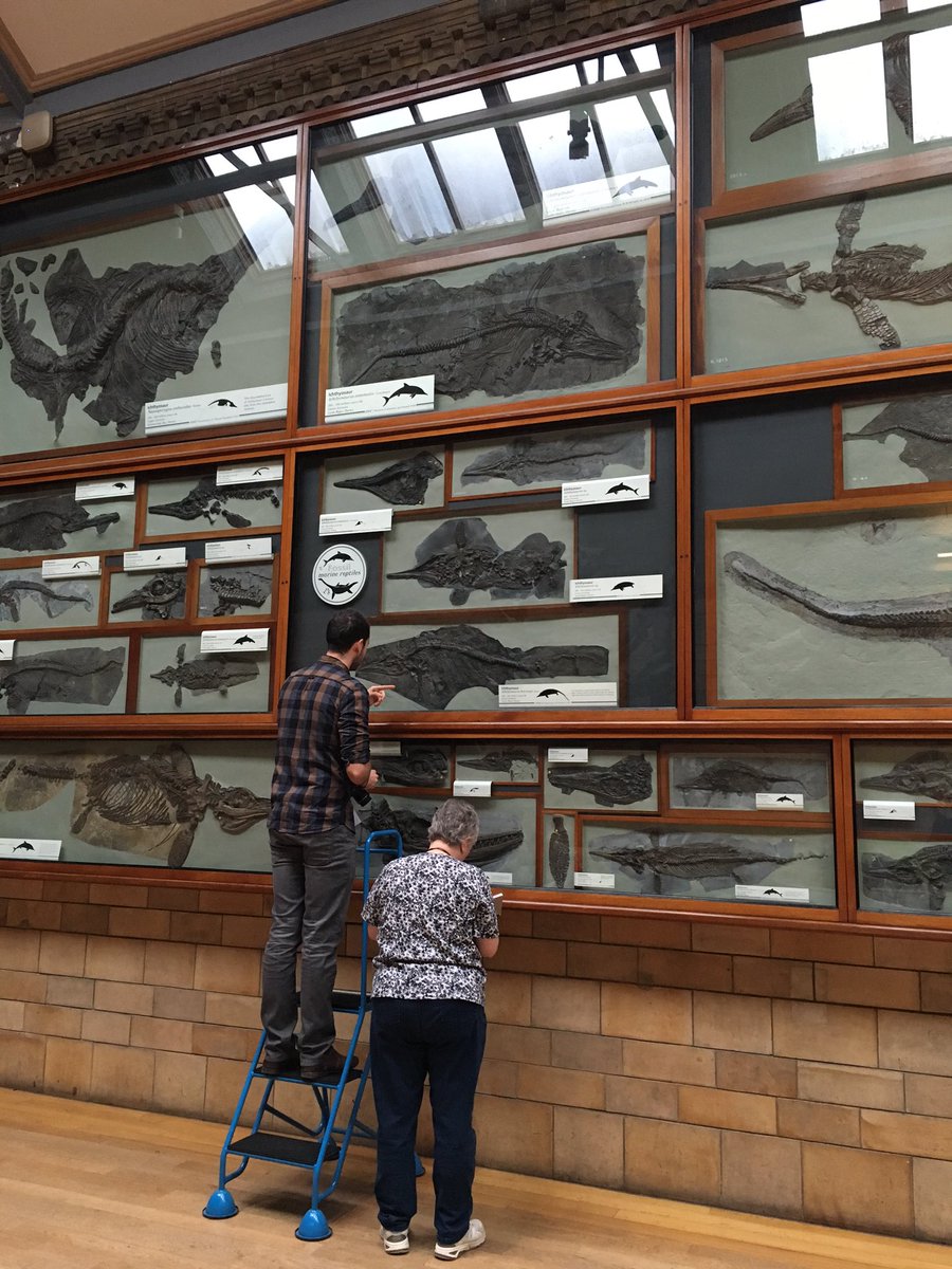 Research in action studying ichthyosaurs with <a href="/Palaeo7/">Lebron Nunez</a> at the <a href="/NHM_London/">Natural History Museum</a> galleries #FossilFriday