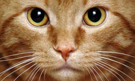 petsdirectuk's tweet photo. Morning! A cat uses its whiskers as feelers to determine if a space is too small to squeeze through. #petfact https://t.co/JfQjE2Jdee