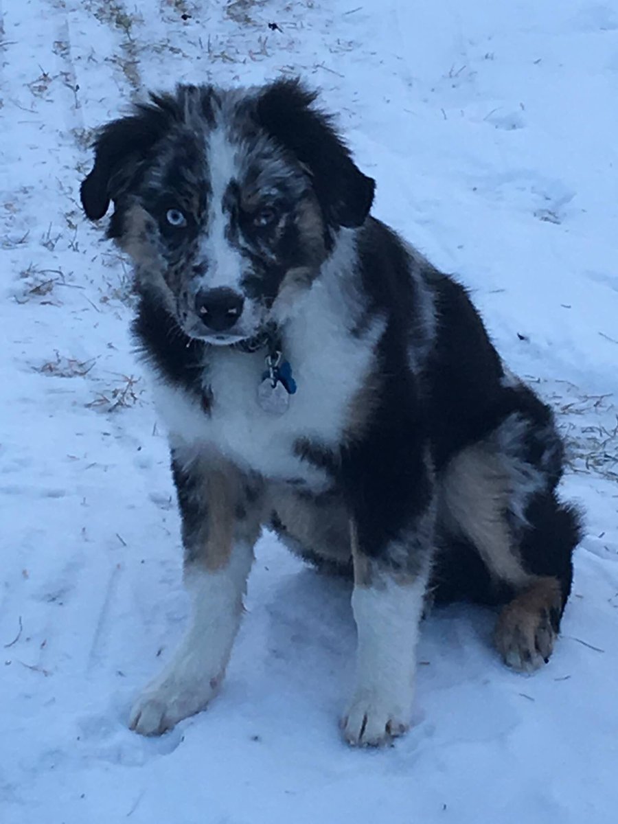 My dog loves going outside just to eat the snow!!