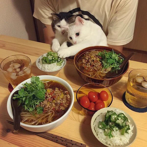 猫にとっても飯テロ？料理によってリアクションが違う猫ｗｗｗ