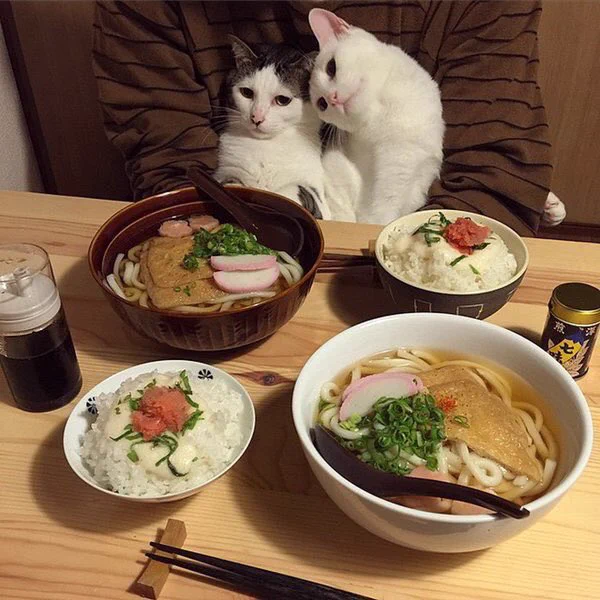 猫にとっても飯テロ？料理によってリアクションが違う猫ｗｗｗ