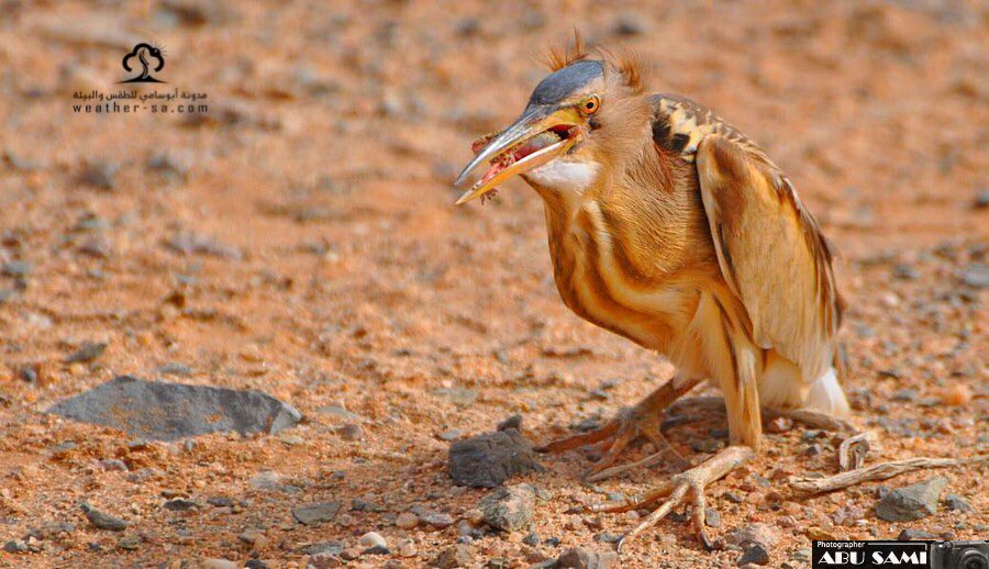#بعدستي سوف يمر هذا الطائر (بط العشا) بأجواء المملكة خلال الايام القادمة وهو ليس من طيور الصيد دعوه يمر بسلام