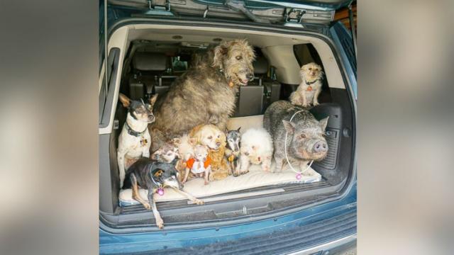 youngatheartpet's tweet image. Stories we &amp;lt;3 : Man Devotes Life to #AdoptALessAdoptable Adopting Pets Who Can't Find Homes yahoo.com/gma/man-devote…