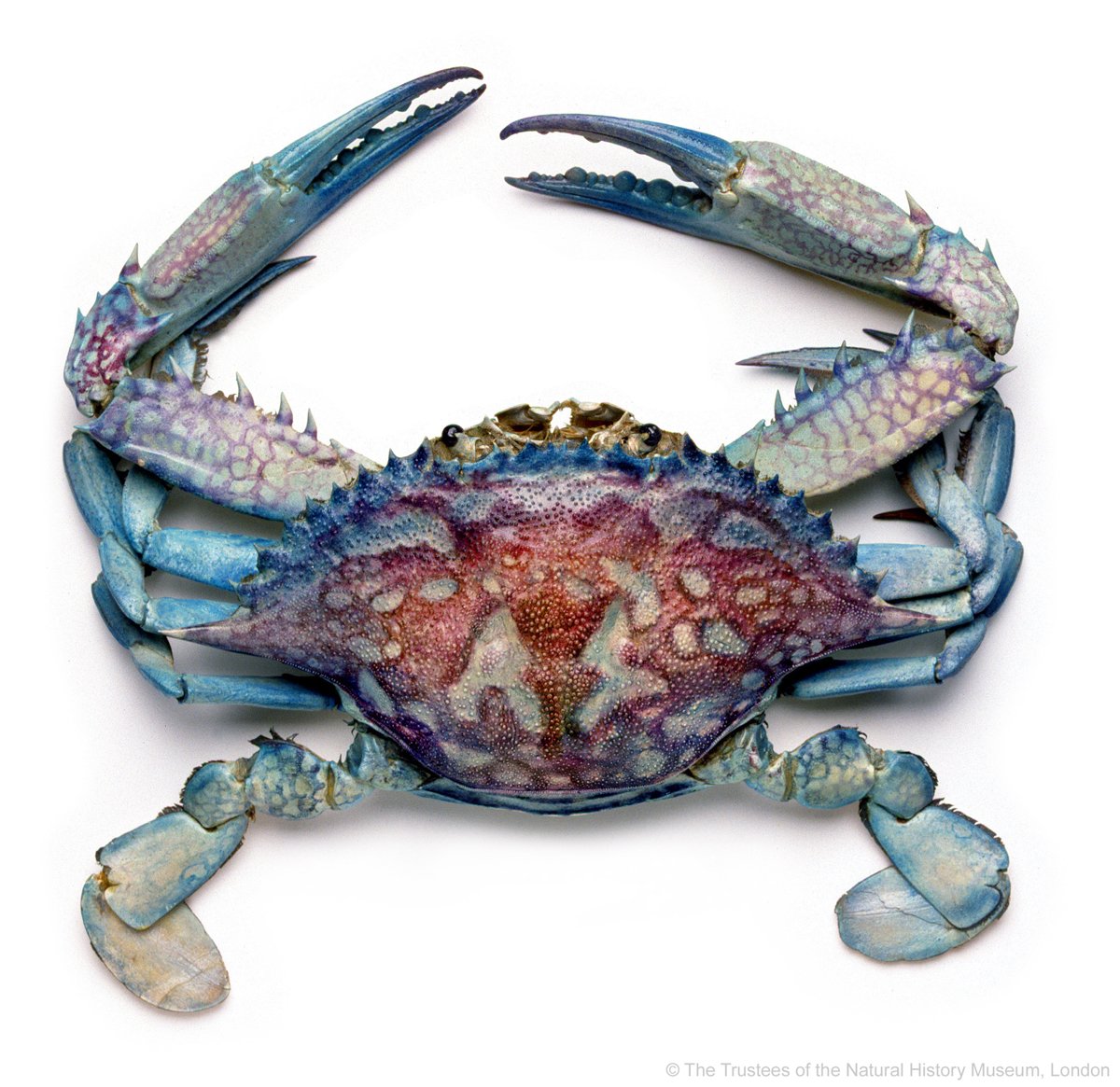 NHM_London's tweet photo. Our #MuseumRainbow blue comes from the ocean: the Atlantic blue crab (Callinectes sapidus) https://t.co/es69ZKG9eC