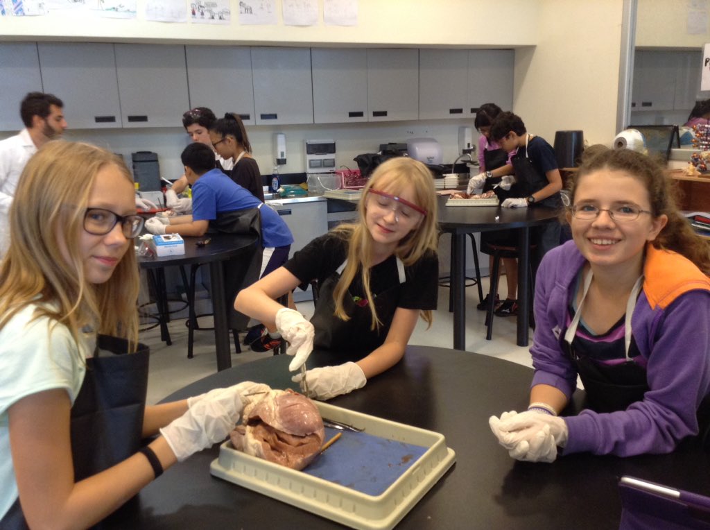 7th graders discovering the relationship between structure and function. #aelincoln