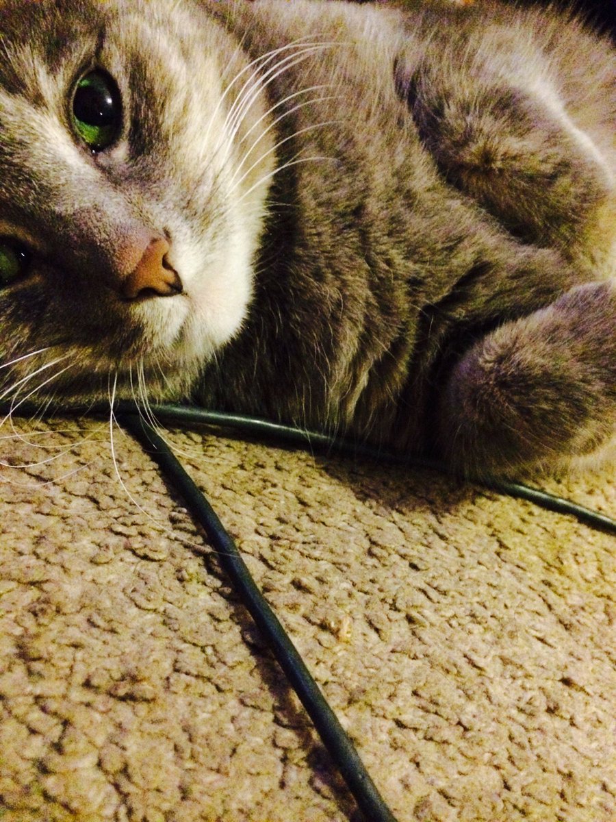 findlostcat's tweet photo. #LostCat
If you have seen Athena, please contact David at 484-802-0405. She was seen on Grape St. Philadelphia PA. https://t.co/j1QQ5CaALg