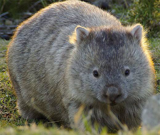 muskratmatt52's tweet image. According to National Geographic, wombats live up to 20 years in captivity. I guess you had a good run @lholzer21