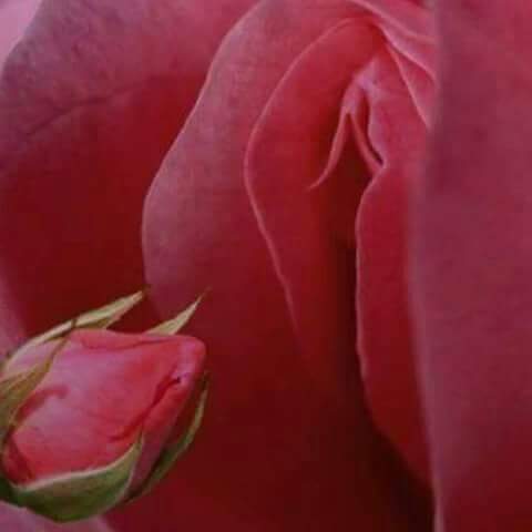 CairoSiam's tweet photo. @3ma_abeer مساء الفل والياسمين https://t.co/xbuMhFMuCN