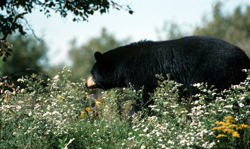 #DYK: A bear's body temperature drops about 5 degrees during hibernation.bit.ly/1SYpc6T