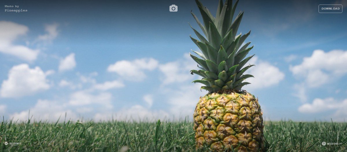 KatyCarlisle's tweet photo. @pineapples_io @unsplash This is just getting silly now. #stalkedbyapineapple #unsplashinstant https://t.co/7l3eeChHGx