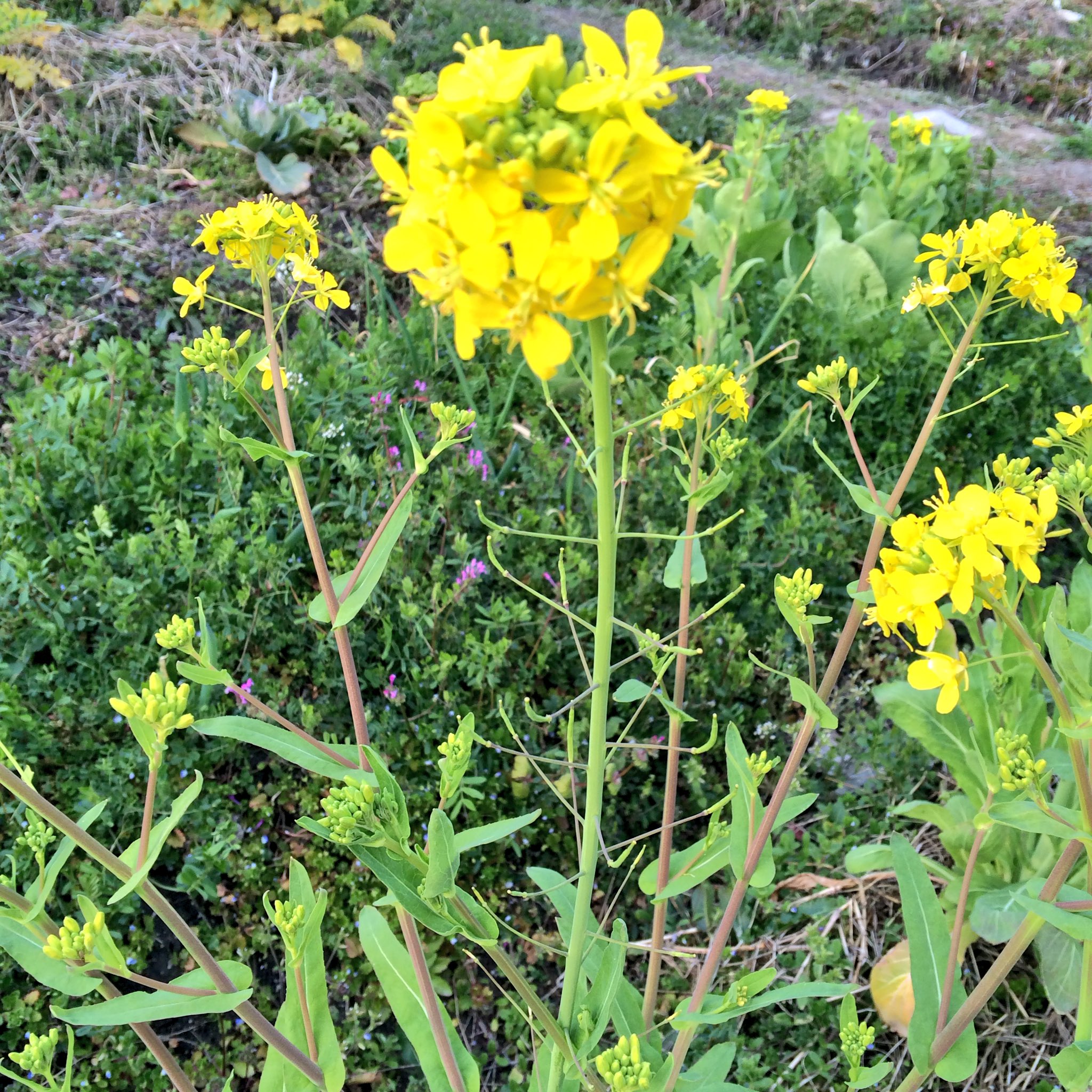 Lovina カブの花が咲きました 花の下のチョンチョン出てるところに種が出来はじめました 早生今市蕪 種取り 在来種 自然栽培 T Co Gvwgdiujmm Twitter