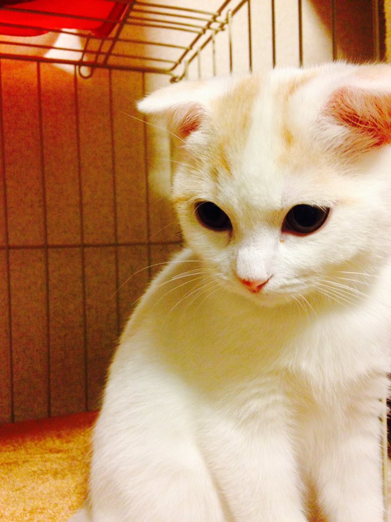 V11_L23's tweet photo. ビビとリヒトの２ヶ月頃📛 #ビビりのビビ #アメショー #アメショ #アメリカンショートヘア #光の魔法騎士リヒト #スコテッシュ #スコ #スコティッシュフォールド #愛猫 #猫 #ネコ #ねこ #猫写真 #cat #cats https://t.co/VVhAI0lOfN