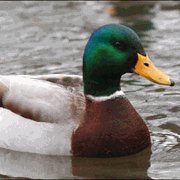 Exotic Meat Market tweet media