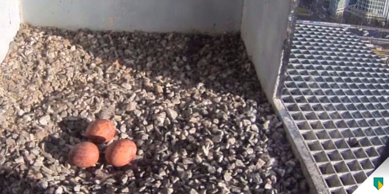 Drie slechtvalkeieren op het dak van ons hoofdkantoor! Meekijken bij het nest? abn.com/Slechtvalk #valkcam