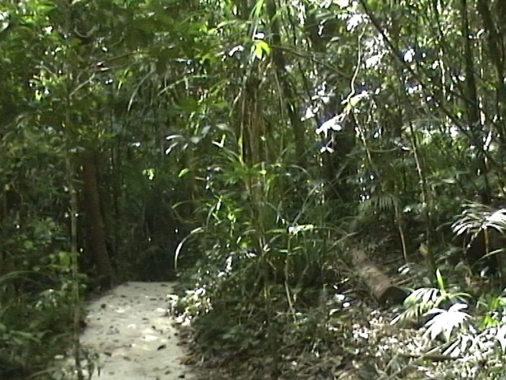 KennedCafe's tweet photo. From #KennedCafe archives - a wander through the rainforest at Mission Beach, North Qld - Put it on your bucketlist https://t.co/BTm0ILHCZ2