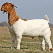 Exotic Meat Market tweet media