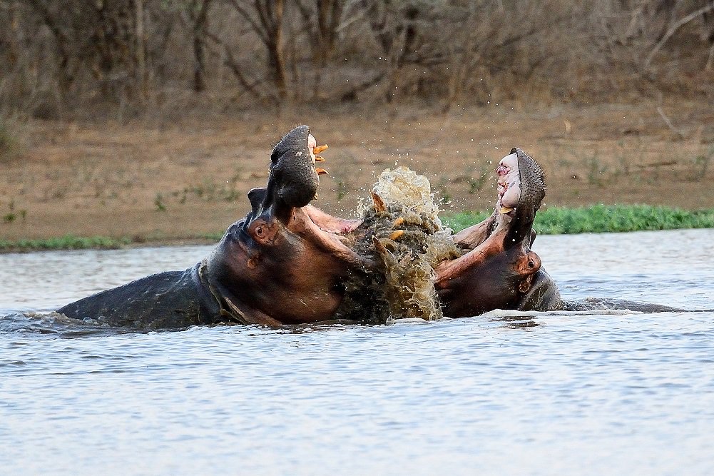 SANParks's tweet photo. #PublicSighting winning image for February 2016, submitted by Fabrizio Tabanelli - #Hippo fight at #SunsetDam, #KNP https://t.co/XROabJQvLz
