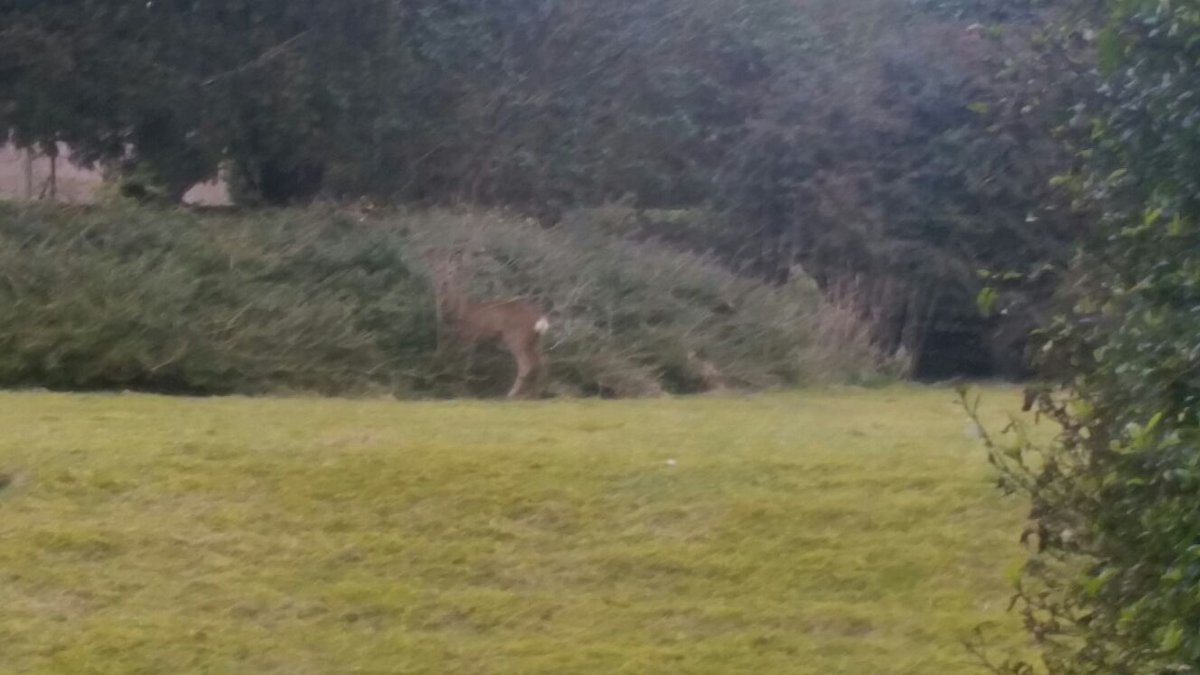 WortingHouse's tweet photo. Look at our Friday visitor here at Worting House ! #countrysetting https://t.co/lqSyEwvesd