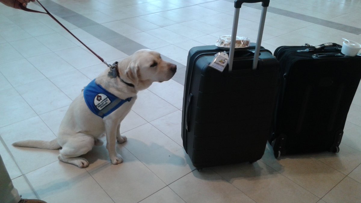 HfxStanfield's tweet photo. A passenger left a sandwich on their suitcase &amp; Pal is keeping a close eye on it. Good dog! @SJA_NS https://t.co/EXCtkyMlti