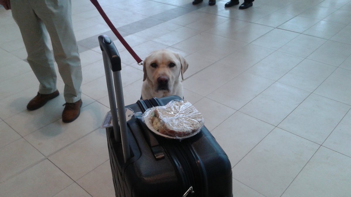 HfxStanfield's tweet photo. A passenger left a sandwich on their suitcase &amp; Pal is keeping a close eye on it. Good dog! @SJA_NS https://t.co/EXCtkyMlti