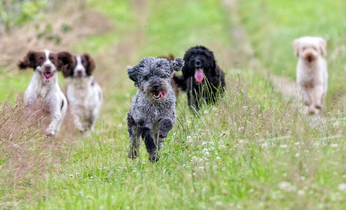 Have a great weekend everyone - go wild!  #MedicalDetectionDogs #charity #cancerresearch #dogsoftwitter #weekend